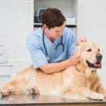 Could Poor Pet Dental Health Affect Their Overall Well-being?
