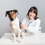 Who Is Qualified to Perform Pet Surgery?