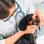 How Does Pet Surgery Improve Quality of Life?
