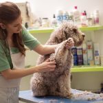 Where Can You Find Professional Pet Grooming Services?