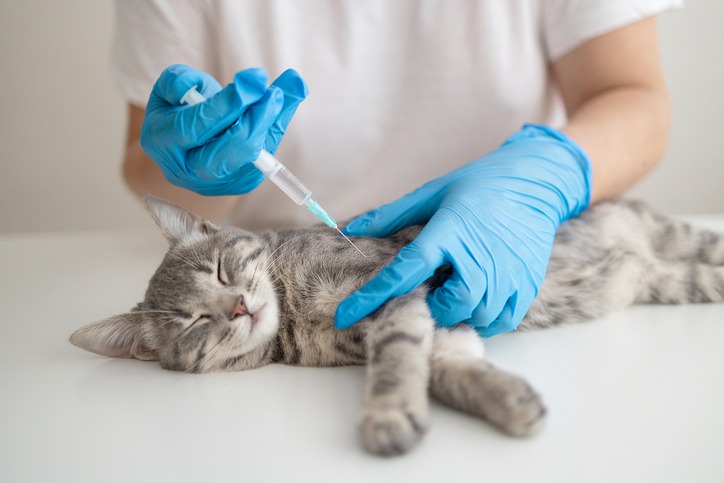 How-Do-I-Know-If-My-Pet-Needs-Vaccination.jpg