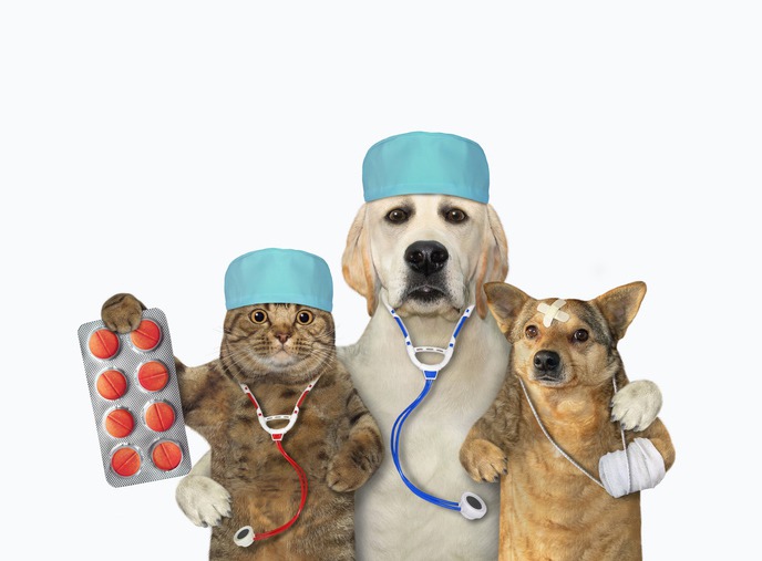 How-Is-Pet-Internal-Medicine-Different-from-General-Veterinary-Care.jpg