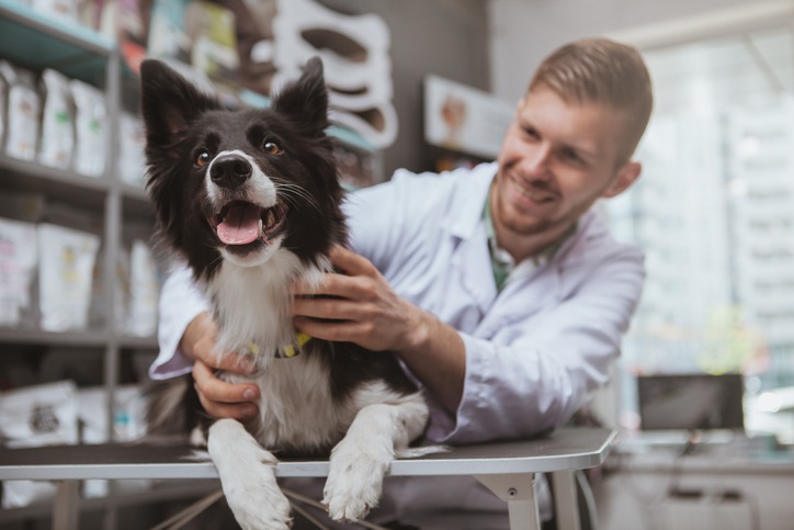 How-to-Choose-a-Reliable-Veterinarian-for-Comprehensive-Pet-Care.jpg