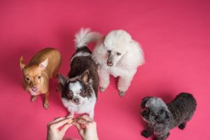 dogs-happy-1.jpeg