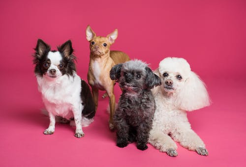 four-adorable-dogs-3.jpeg