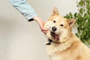 happy-dog.jpg