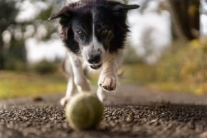 play-ball-dog.jpeg