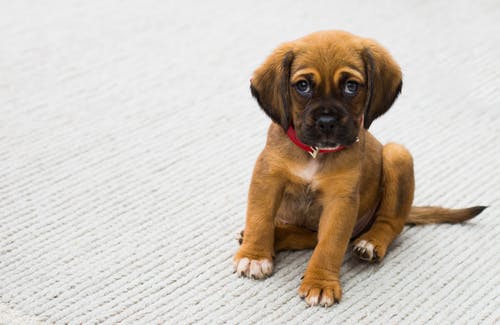 cutie-puppy-4.jpeg
