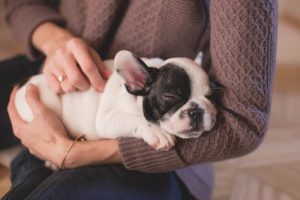 puppy-cute-sleeping-3.jpeg