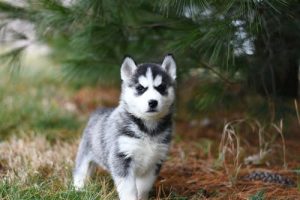 dog-outdoor-1.jpeg