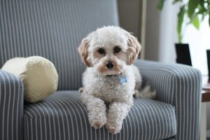 white-dog-couch-1.jpeg