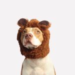 Dental Check-Ups for Your Pet: The Key to Preventive Care