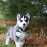 Recognizing the Requirements for Proactive Dog Ownership