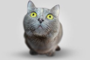cat-animal-eyes-grey-54632-3.jpeg