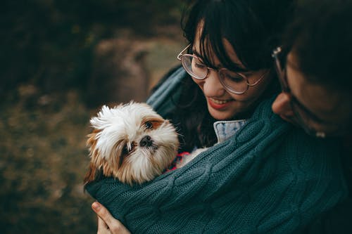 shihtzu-love.jpeg