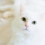 When Is the Right Time for Pet Wellness Exams? A Comprehensive Timeline