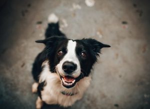 mans-bestfriend-2.jpeg