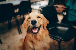 smile-dog-happy-1.jpeg