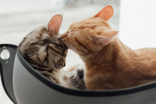 two-cats.jpeg