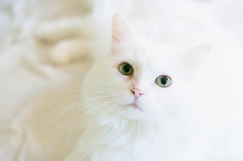 white-cat-5.jpeg