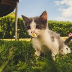 Spotting the Signs: How to Recognize Early Symptoms of Arthritis in Your Pets
