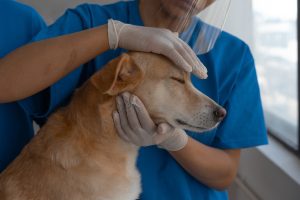 animal-care.jpeg