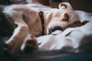 dog-sleeping-bed-1.jpeg
