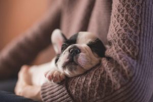 sleeping-puppy-1.jpeg