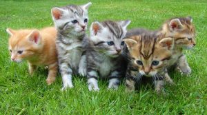 kittens.jpeg