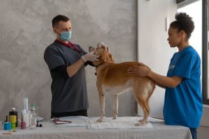 dog-clinic-5.jpeg