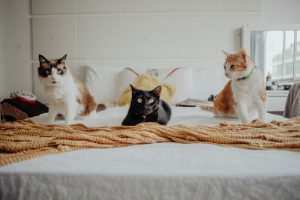 three-cats.jpeg