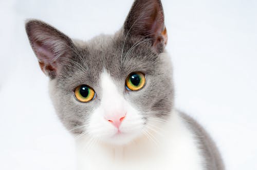 cat-pet-animal-domestic-104827-1.jpeg