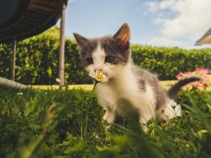 grass-cat-1.jpeg