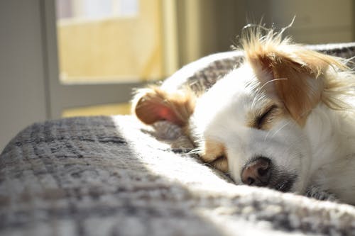 window-dog-daylight-3.jpeg
