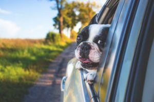 car-dog-window.jpeg