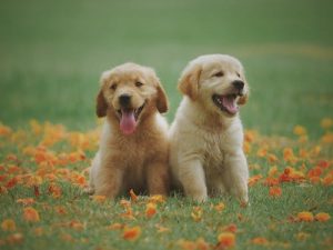 cute-dogs-8.jpeg