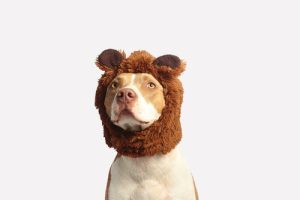 dog-costume.jpeg
