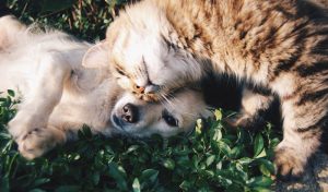 cat-and-dog-cuddles-2.jpeg