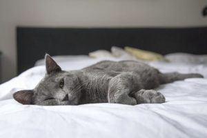 lazy-sleepy-cat-4.jpeg