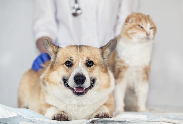 How-Are-Dental-Needs-Different-for-Senior-Pets.jpg