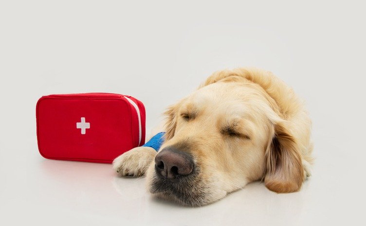 What-Can-You-Do-to-Avoid-Pet-Health-Emergencies.jpg