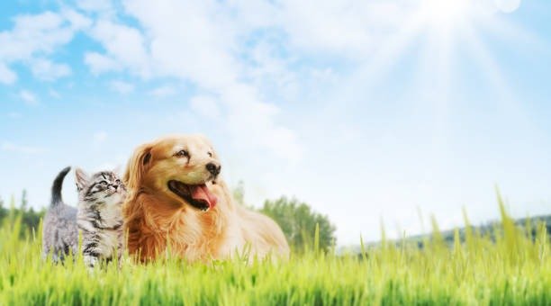 istockphoto-2062658506-612x612-1.jpg
