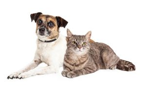 istockphoto-493441294-612x612.jpg