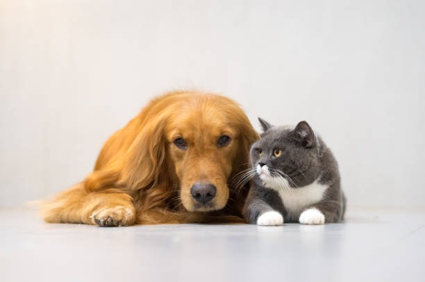 istockphoto-696830894-612x612.jpg