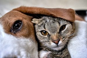 istockphoto-1318850135-612x612.jpg