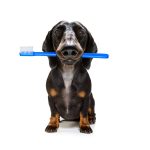 Why Is Dental Care Vital for Pets During Check-Ups?