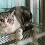 How Do I Prepare My Cat for Boarding?
