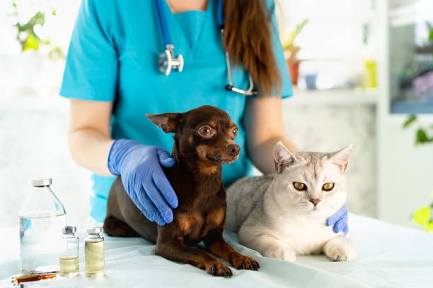 istockphoto-1735343087-612x612.jpg