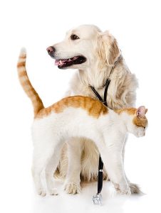 istockphoto-167235272-612x612.jpg