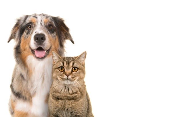 istockphoto-1944476521-612x612.jpg